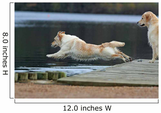 spectacular dive golden retriever Wall Mural