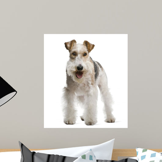 Fox Terrier 4 Yeas