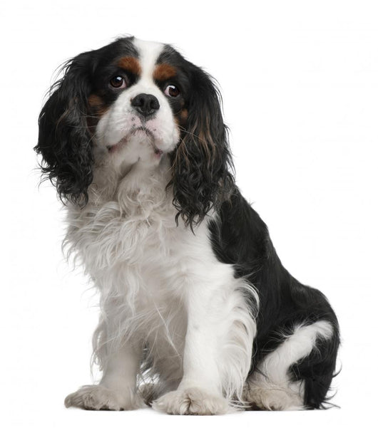 Cavalier King Charles Spaniel Wall Decal