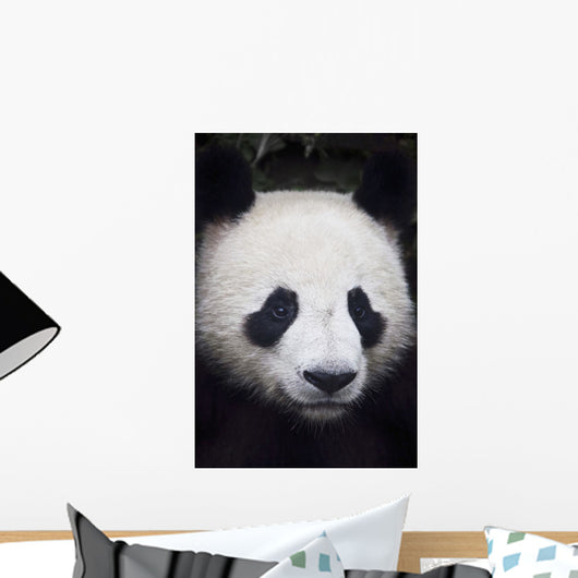 Portrait of panda ;China Wall Mural