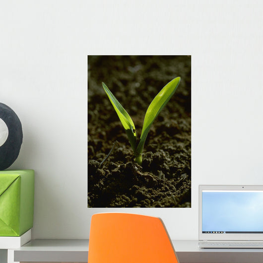 Agriculture - Closeup of a grain corn seedling Wall Mural