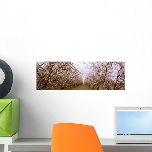 Agriculture - Almond orchard in bloom in late winter / Fresno County Wall Mural