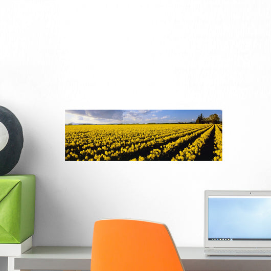 Agriculture - Large field of daffodils Wall Mural