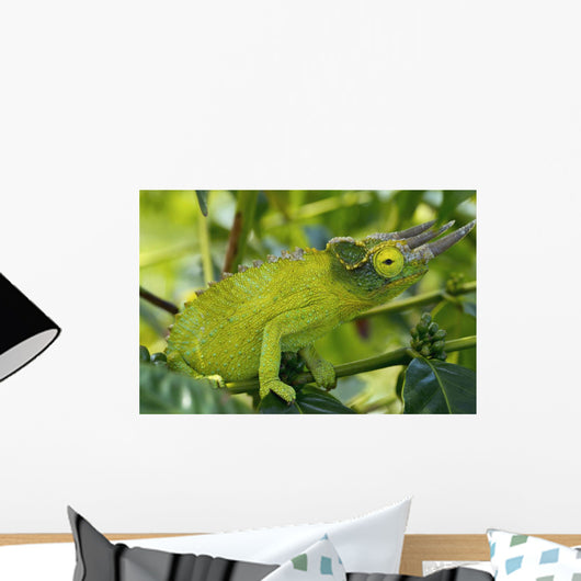 Jackson chameleon hides Wall Mural