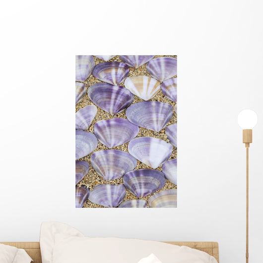 Seashells laying Wall Mural