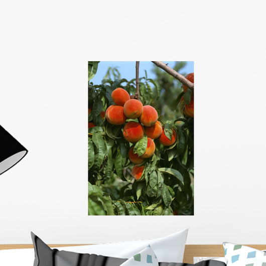 Agriculture - Ripe peaches on the tree Wall Mural