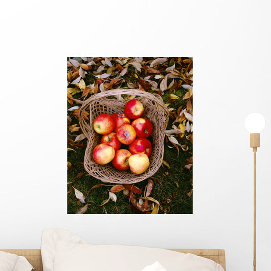 Agriculture - Fresh Fuji apples Wall Mural