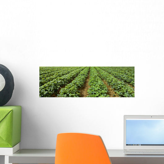 Agriculture - Early season strawberry field / Nooksack Valley Wall Mural