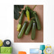 Agriculture - Green zucchini on a stone surface Wall Mural