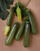 Agriculture - Green zucchini on a stone surface Wall Mural