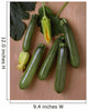Agriculture - Green zucchini on a stone surface Wall Mural