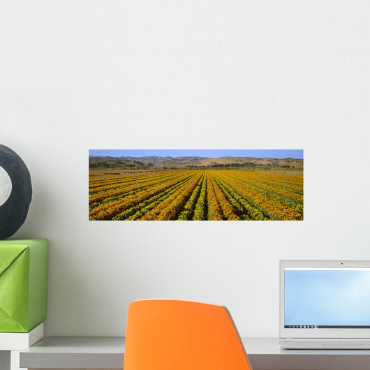 Agriculture - A field of commercially grown Marigold flowers / Lompoc Wall Mural