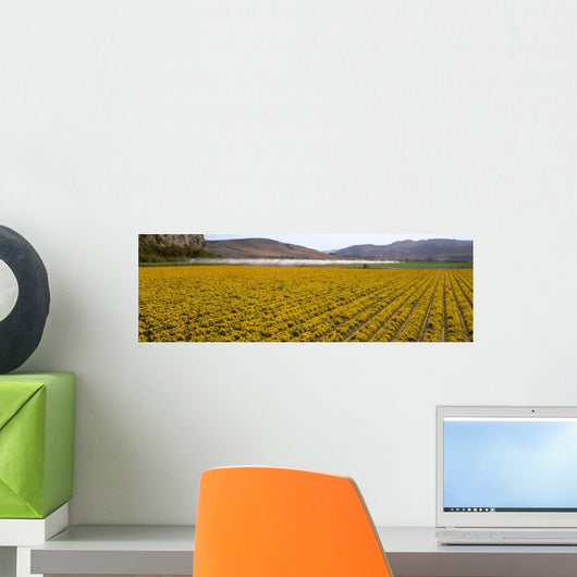 Field Commercially Grown Marigold Wall Decal