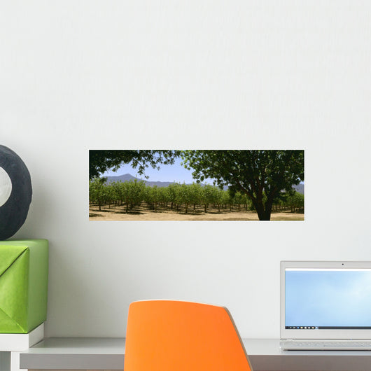 Agriculture - Pistachio orchard early in the growing season / Bowie Wall Mural