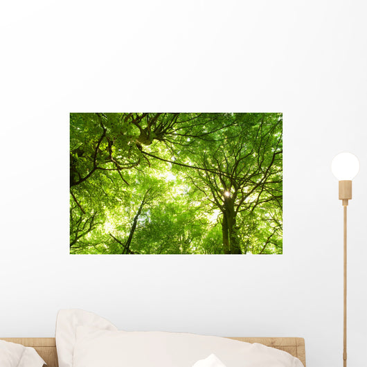 Green Summer Forest