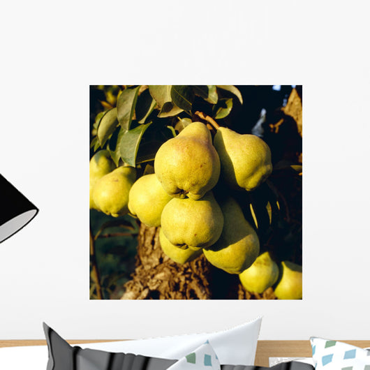 Agriculture - Mature Bartlett pears on the tree Wall Mural