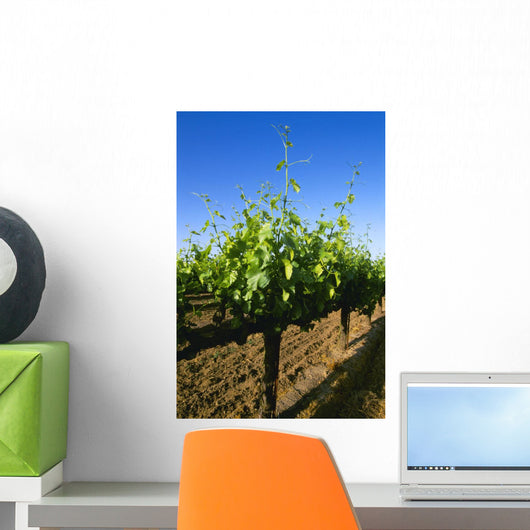 Agriculture - Late spring foliage growth on wine grape vines / Oakdale Wall Mural