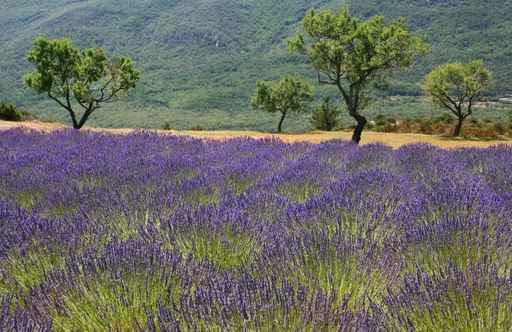 Provence Wall Decal