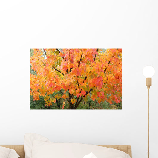 Fall Colors Wall Mural