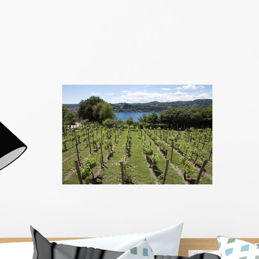 Vineyards Overlooking Lake Maggiore