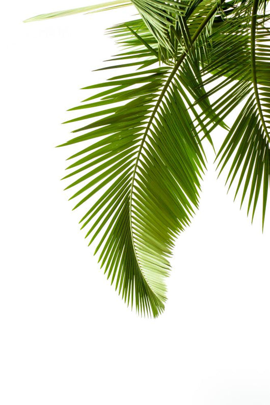 Leaves Palm White Wall Decal