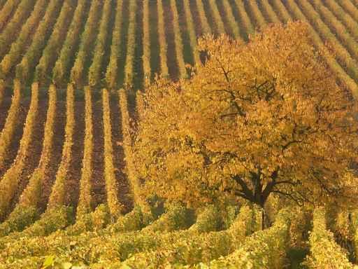 Alsacian Vineyards Wall Decal