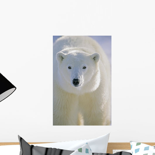 Polar Bear, Churchill, Manitoba, Canada. Wall Mural