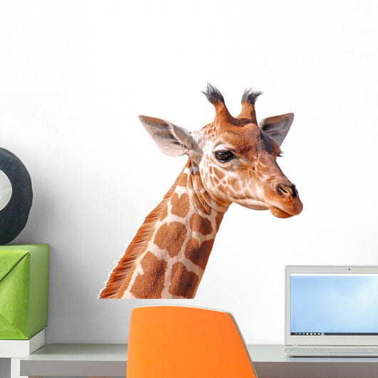 Clipping Head Young Giraffe