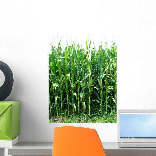 Corn
