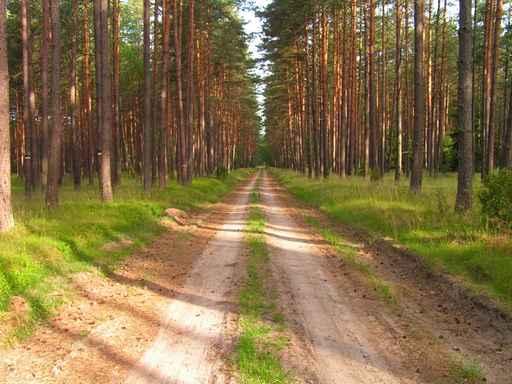 Path Forest Wall Decal