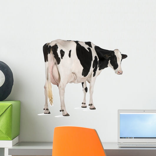 Holstein Cow against White Wall Decal