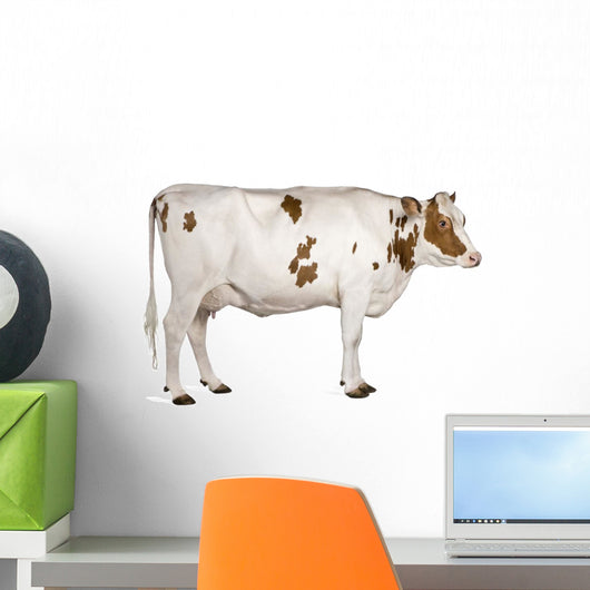 Holstein cow, 4 years old, standing against white background Wall Decal
