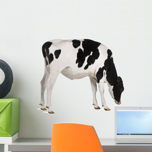 Farm Decals - Holstein cow, 13 months old, standing against white background Wall Decal