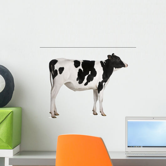 Holstein cow, 13 months old, standing against white background Wall Decal