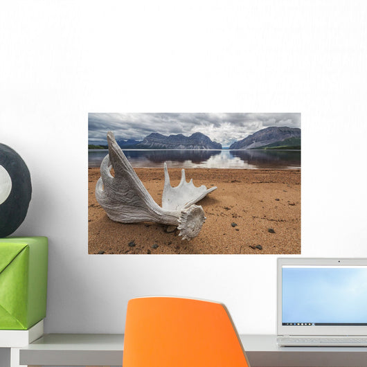 Moose Antler Laying On The Shores Of Little Doctor Lake Wall Mural