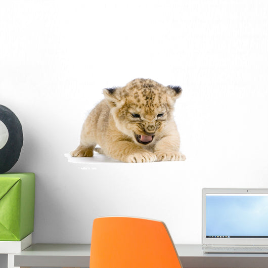 Lionceau 3 Semaines Wall Decal
