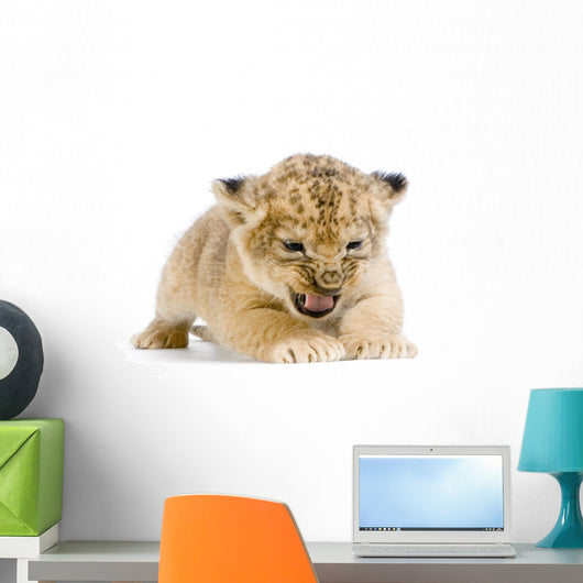 Lionceau 3 Semaines Wall Decal