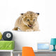 Lionceau 3 Semaines Wall Decal