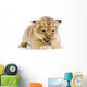Lionceau 3 Semaines Wall Decal