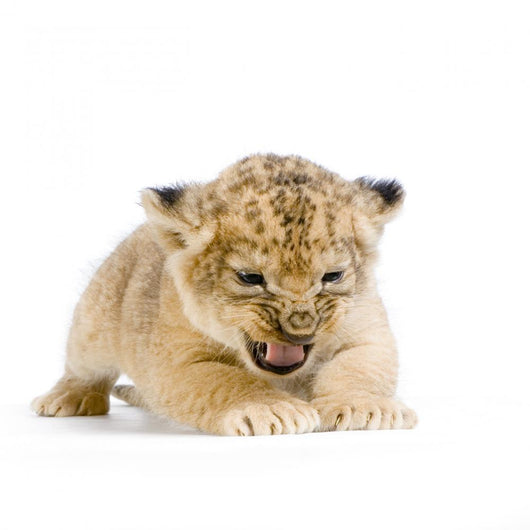 Lionceau 3 Semaines Wall Decal