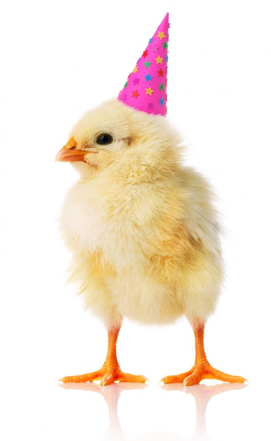 Yellow Chicken With a Birthday Hat on Wall Decal