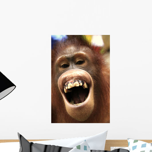 Laughing Orangutan