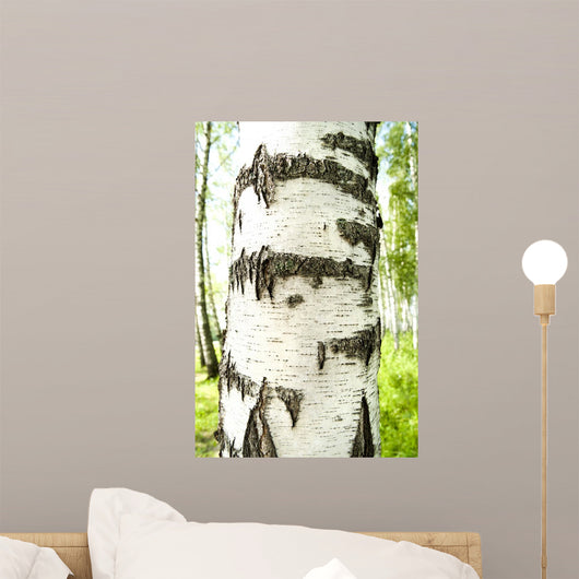 Birch