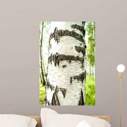 Birch