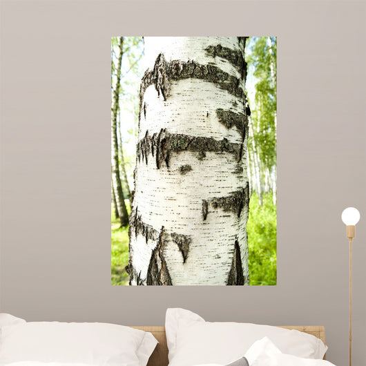 Birch