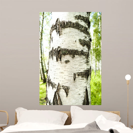 Birch