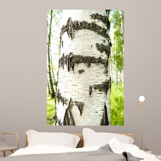 Birch