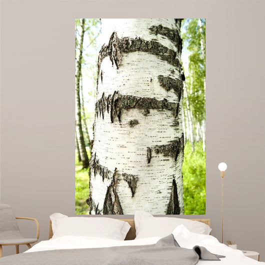 Birch