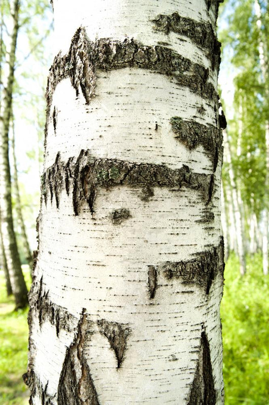Birch