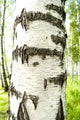 Birch